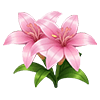 Pink Lily