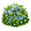 Blue Star Flower