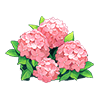 Pink Hydrangea