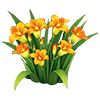 Orange Freesia