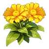 Golden Yellow Pot Marigold