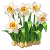 White Daffodil