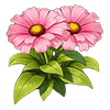Pink Gerbera Daisy