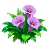 Zantedeschia aethiopica