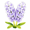 Purple Hyacinth