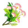 Soft Pink Silktree Flower
