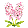 Soft Pink Hyacinth