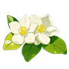 White Jasmine