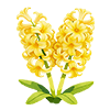 Yellow Hyacinth