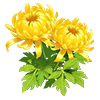 Yellow Spoon Chrysanthemum