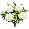 White Gardenia