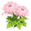 Pink Spoon Chrysanthemum