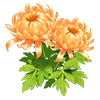 Orange Spoon Chrysanthemum