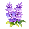 Purple Lilac