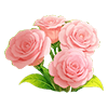 Pink Lisianthus