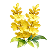 Yellow Lilac