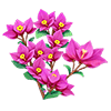 Purple Bougainvillea