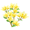 Yellow Bougainvillea