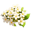White Murraya