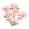Pink Bougainvillea