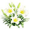 Sacred Heart Lily