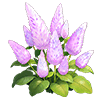 Purple Mulla Mulla