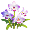 Frost Noble Dendrobium