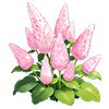 Pink Mulla Mulla