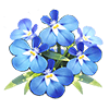 Blue-White Lobelia
