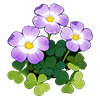 Purple Wood Sorrel