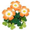 Orange Wood Sorrel