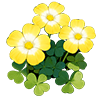 Yellow Wood Sorrel