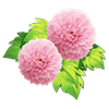 Soft Pink Ping Pong Chrysanthemum