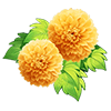 Light Orange Ping Pong Chrysanthemum