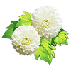 White Ping Pong Chrysanthemum