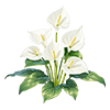 White Flamingo Flower