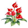 Red Flamingo Flower