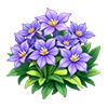 Purple Clematis