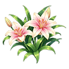 Perfume Lily