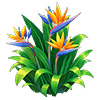 Bird of Paradise