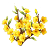 Winter Jasmine