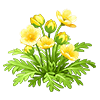 Yellow Himalayan Poppy