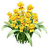 Yellow Dancing Lady Orchid
