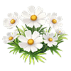 White Cosmos