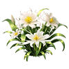 White Thornapple