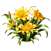 Golden Spider Lily
