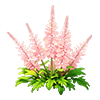Pink Astilbe