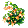 Orange Fairy-Lantern