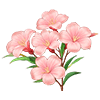 Pink Oleander