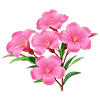 Magenta Oleander